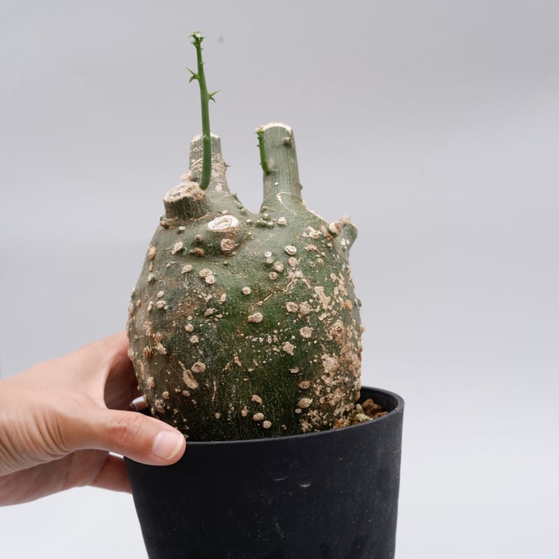 アデニア グロボーサ003 Adenia globosa | Sunny Branch