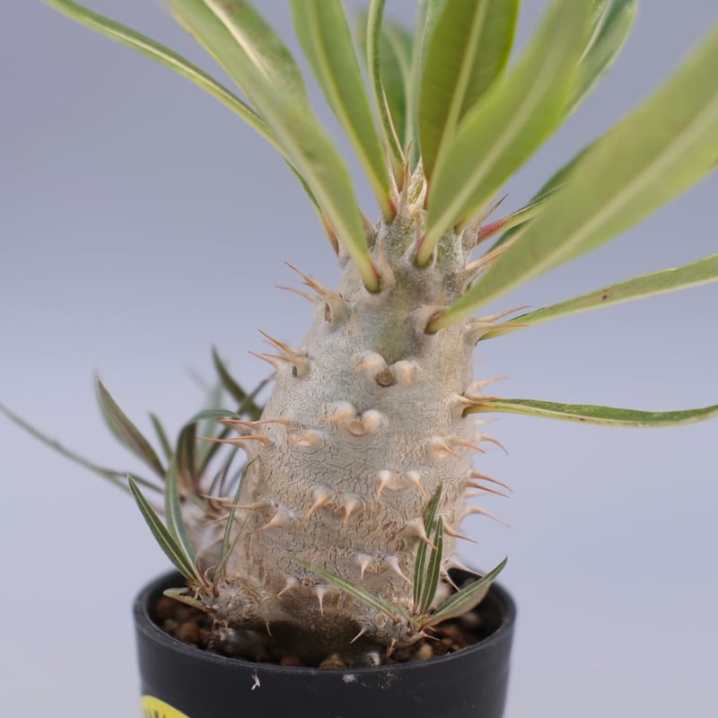 パキポディウム・カクチペス Pachypodium var. cactipes パキポディウム カクチペス 実生株 026 Pachypodium cactipes