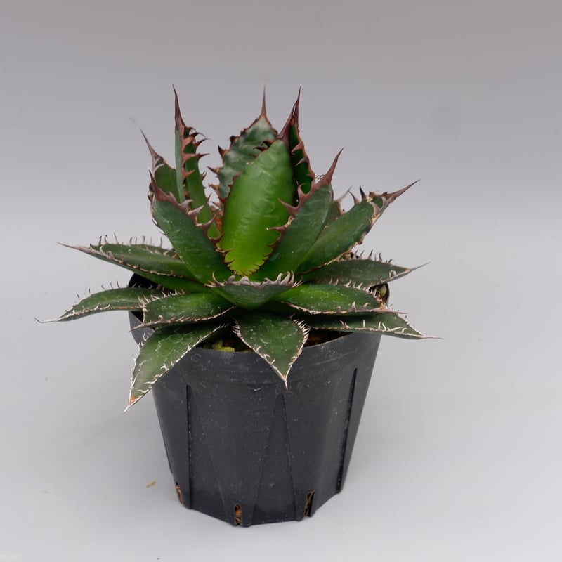 アガベ ホリダ 042 Agave horrida 強棘 | Sunny Branch