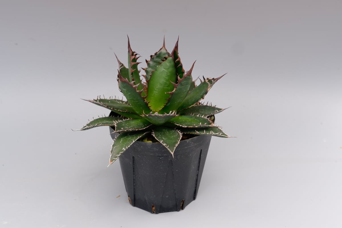 アガベホリダ極上株 Agave horrida No.AHRD 008 アガベ ホリダ