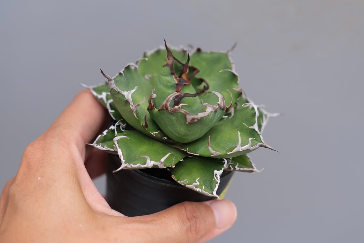 アガベ チタノタ シーザー Agave titanota caesar 165 | Sunny