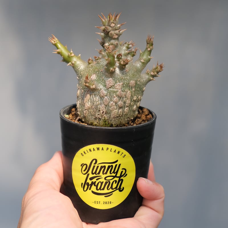 パキポディウム ウィンゾリー 実生株 116 Pachypodium windsorii |