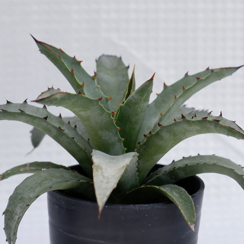 アガベ ブルーエンペラー Agave BlueEmperor 002 | Sunny Branch