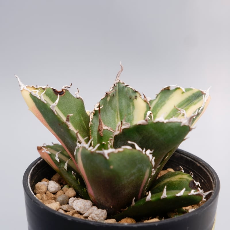 斑入り】アガベ チタノタ 白鯨 Agave titanota white whale 174 斑入り】アガベ チタノタ 白鯨 Agave titanota white whale 174