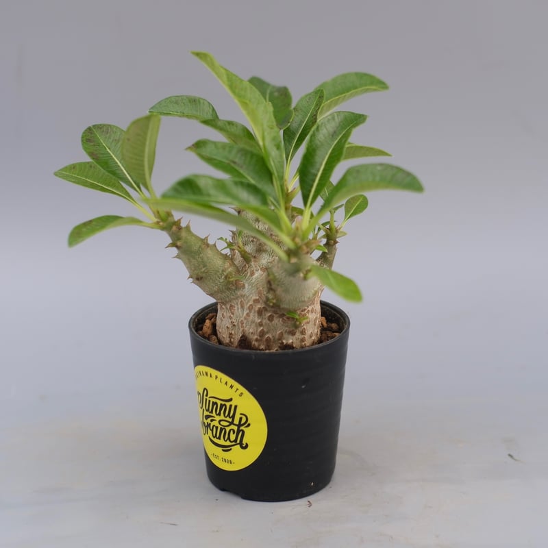 パキポディウム ウィンゾリー 実生株 088 Pachypodium windsorii |