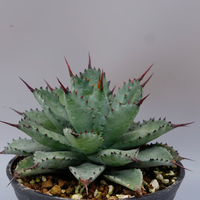 曲刺八雷（八荒殿×雷神 Agave macroacantha × potatorum）八荒