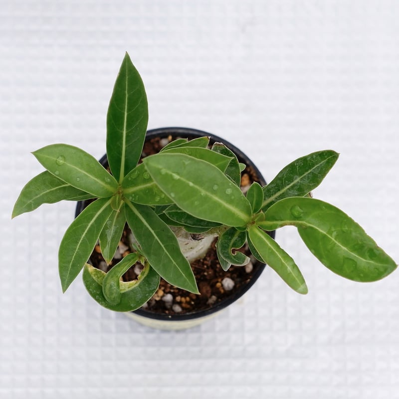 アデニウム‼️ アデニウム ブラックソマレンセ 実生株 Adenium somalense var. blac