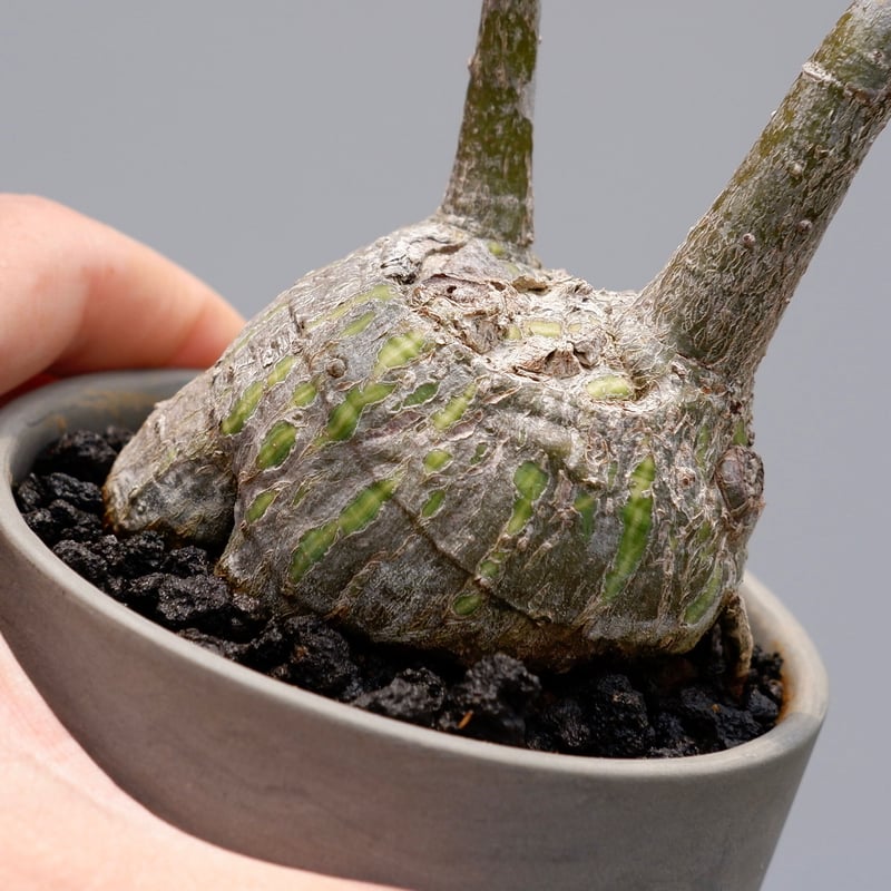 プセウド ボンバックス まん丸仕立て007 Pseudobombax