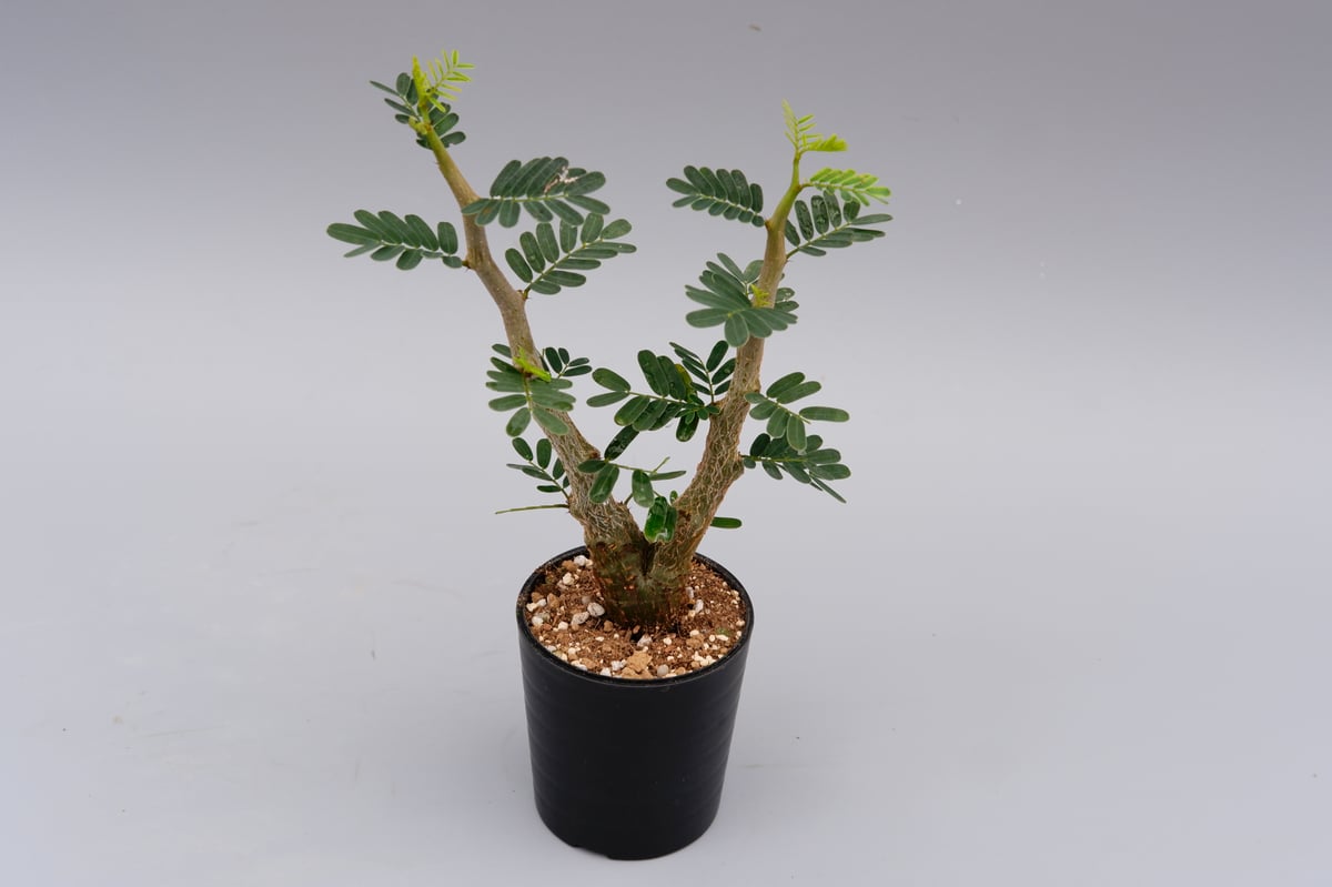 実生株 センナ メリディオナリス 塊根植物 ビザールプランツ - 観葉植物