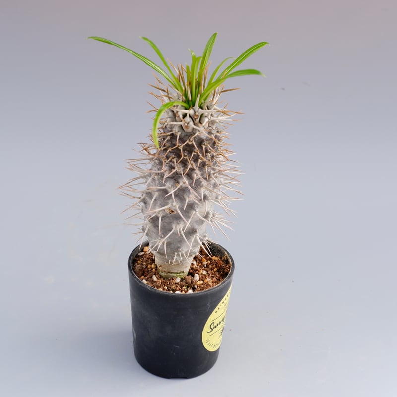 パキポディウム ラメリー実生株 002 Pachypodium lamerei | Sunny