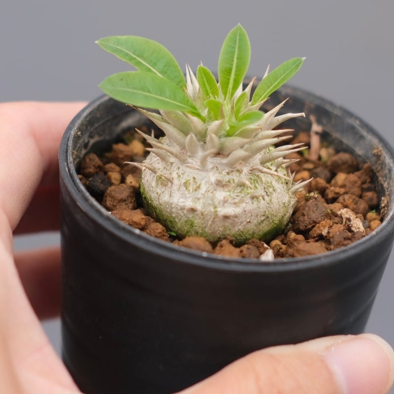 パキポディウム エニグマチカム 実生株 Pachypodium enigmaticum 007
