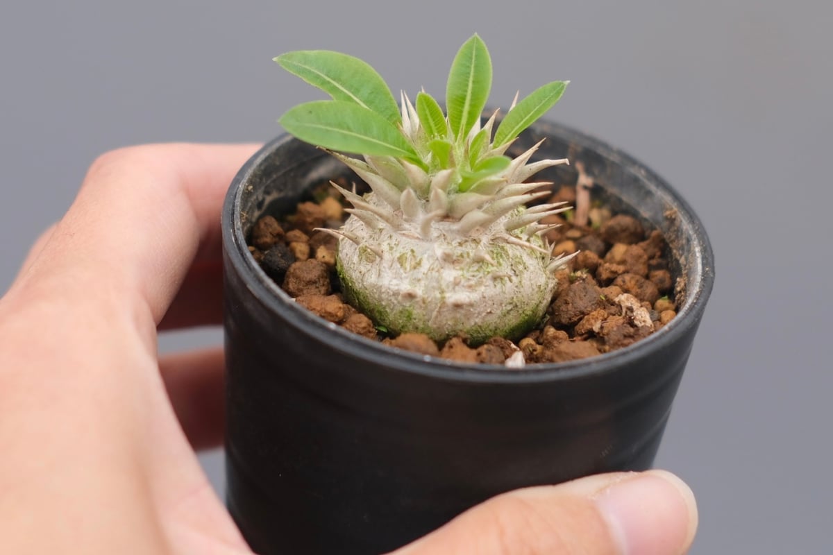 パキポディウム エニグマチカム 実生株 Pachypodium enigmaticum 007
