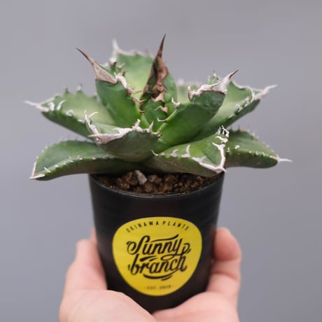 ホワイトファイヤー　白火焔　台湾産　コレクション株 ホワイトファイヤー 白火焔 台湾産 コレクション株 アガベ チタノタ