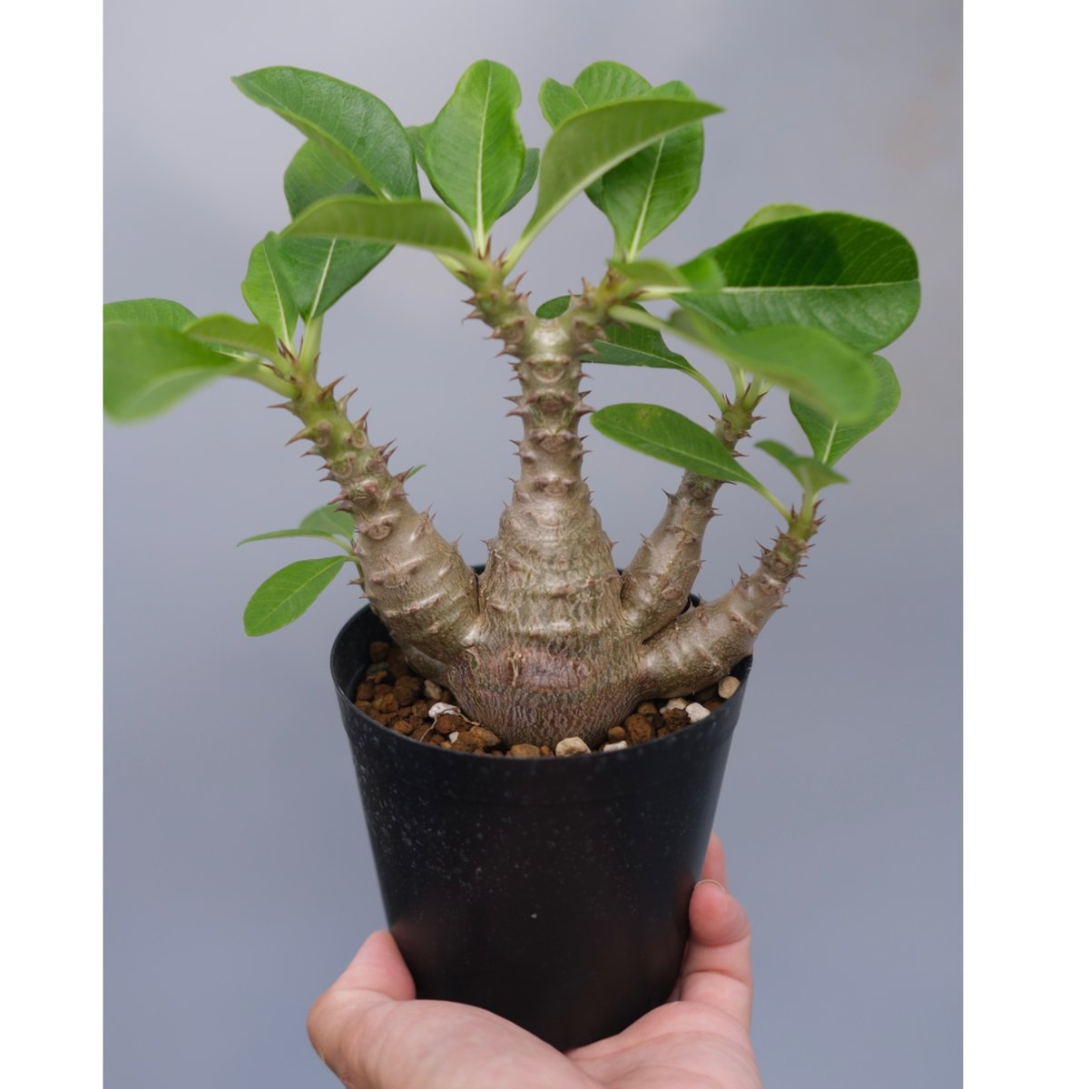 早い者勝ち 国内実生 ウィンゾリー 3株 パキポディウムウィンゾリー パキポディウム ウィンゾリー 実生株 075 Pachypodium windsorii |