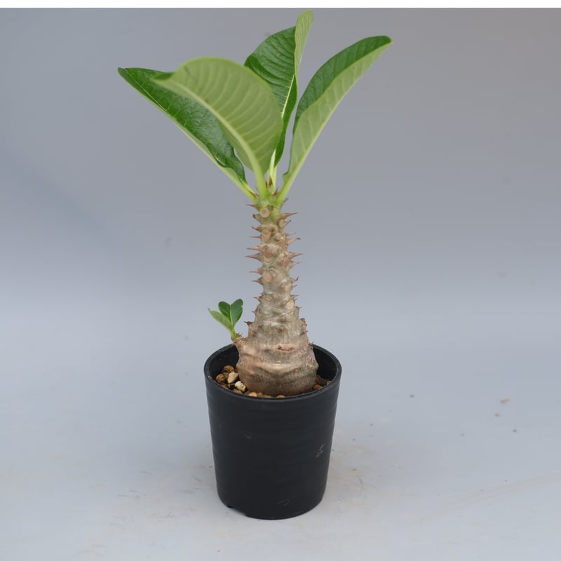 パキポディウム ウィンゾリー 実生株 056 Pachypodium windsorii |