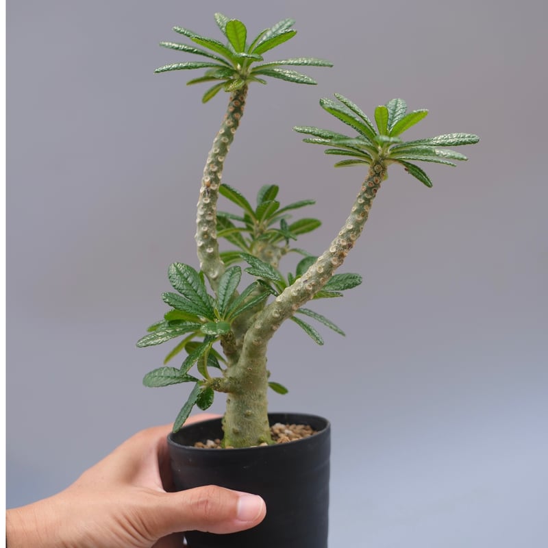 ドルステニア ギガス ドルステニア ギガス045 Dorstenia gigas | Sunny Branch