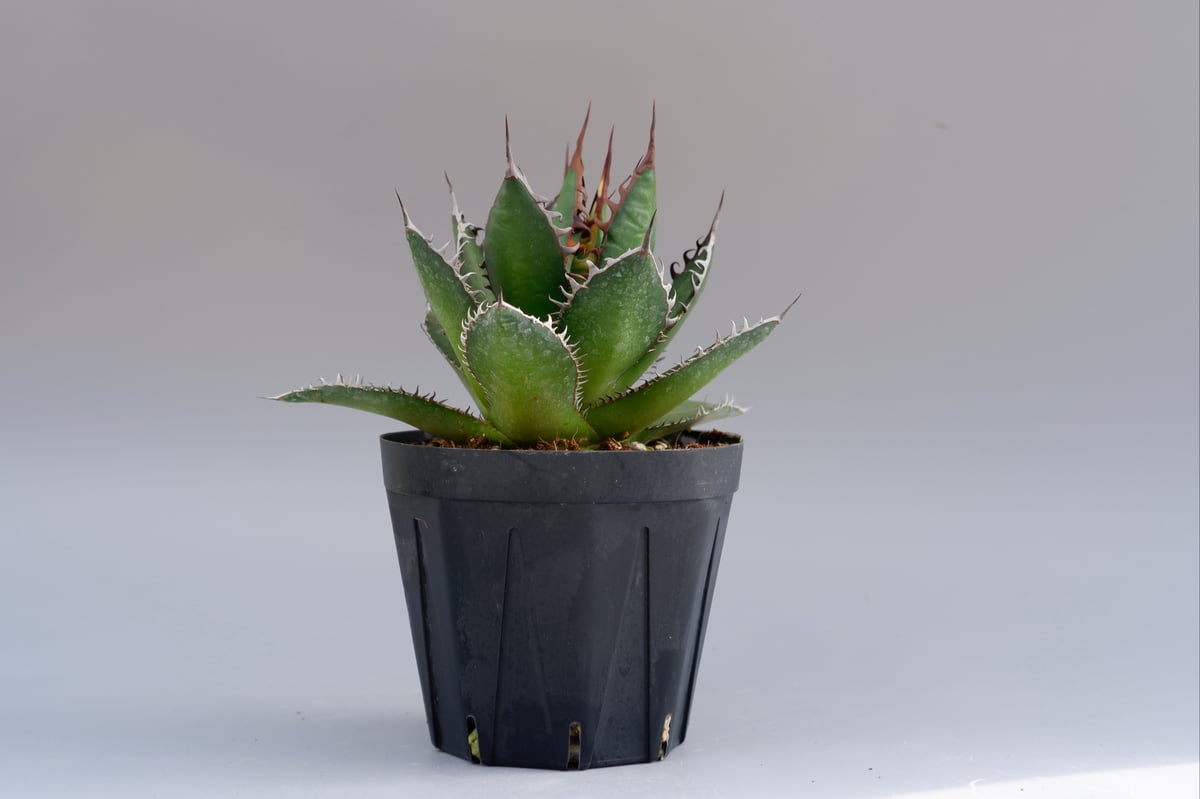 アガベ ホリダ 030 Agave horrida 強棘 | Sunny Branch