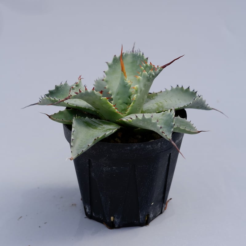 アガベ ポタトラム スポーン002 Agave Potatorum 'SPAWN' | Sun