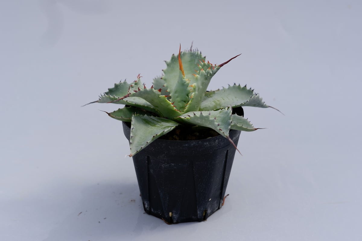 アガベ　ポタトラム　スポーン　34cm アガベ ポタトラム スポーン002 Agave Potatorum 'SPAWN' | Sun