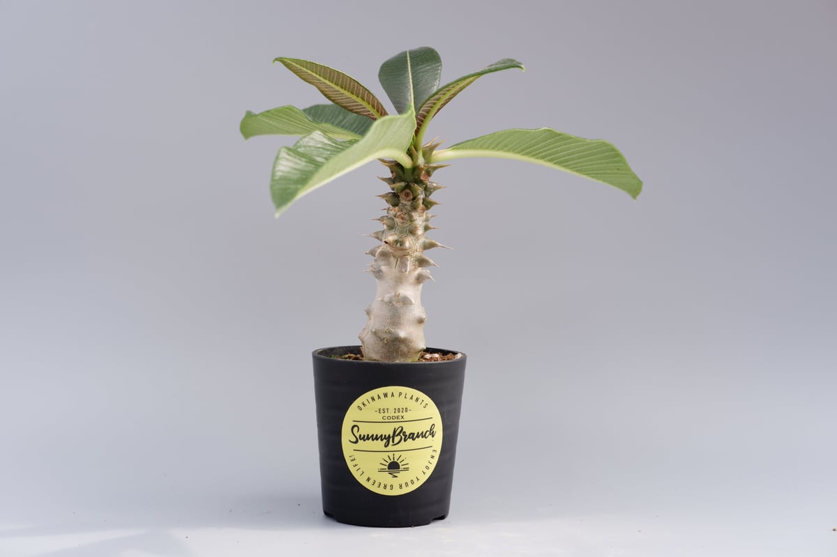 パキポディウム バロニー 実生株 パキポディウム バロニー実生株 014 Pachypodium baronii | Sunn