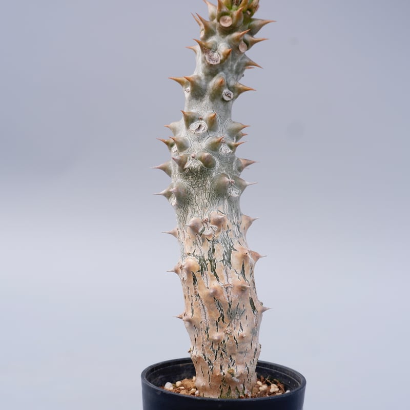 パキポディウム バロニー実生株024 Pachypodium baronii | Sunny