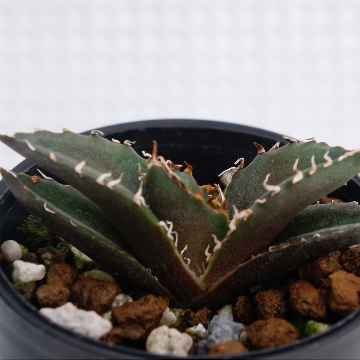 アガベ チタノタ 白鯨 050 Agave titanota white whale | Su