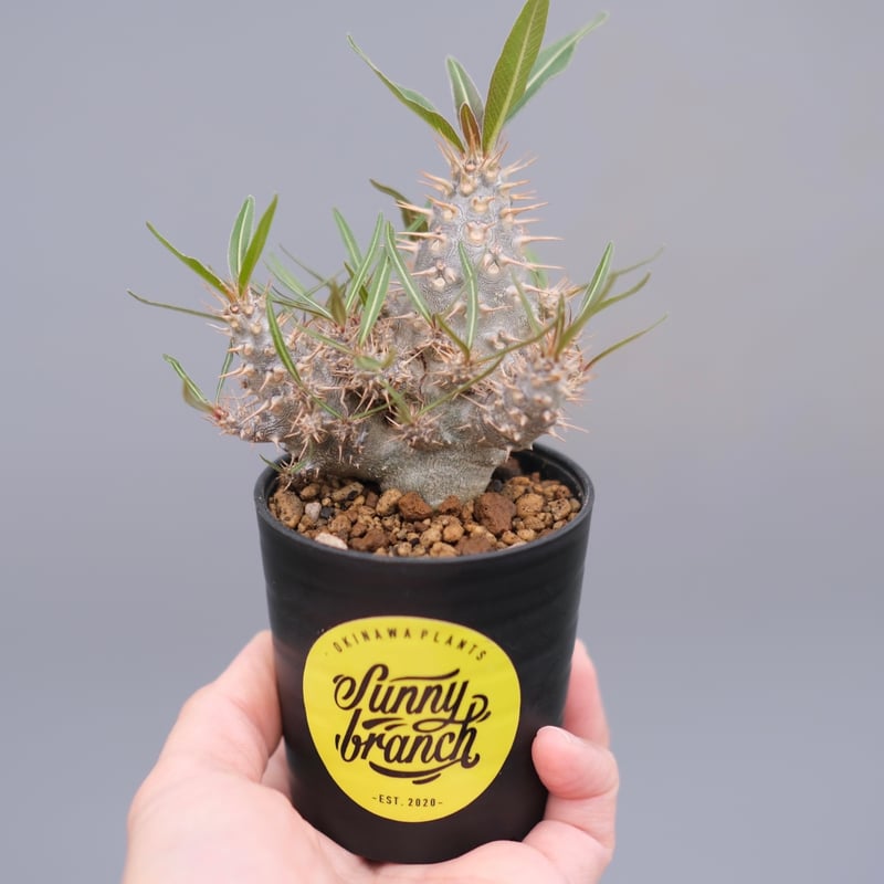 パキポディウム カクチペス 実生株 023 Pachypodium cactipes | Su