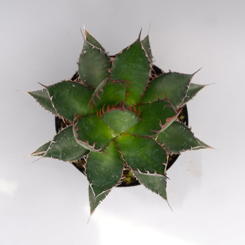 アガベ ホリダ 043 Agave horrida 強棘 | Sunny Branch
