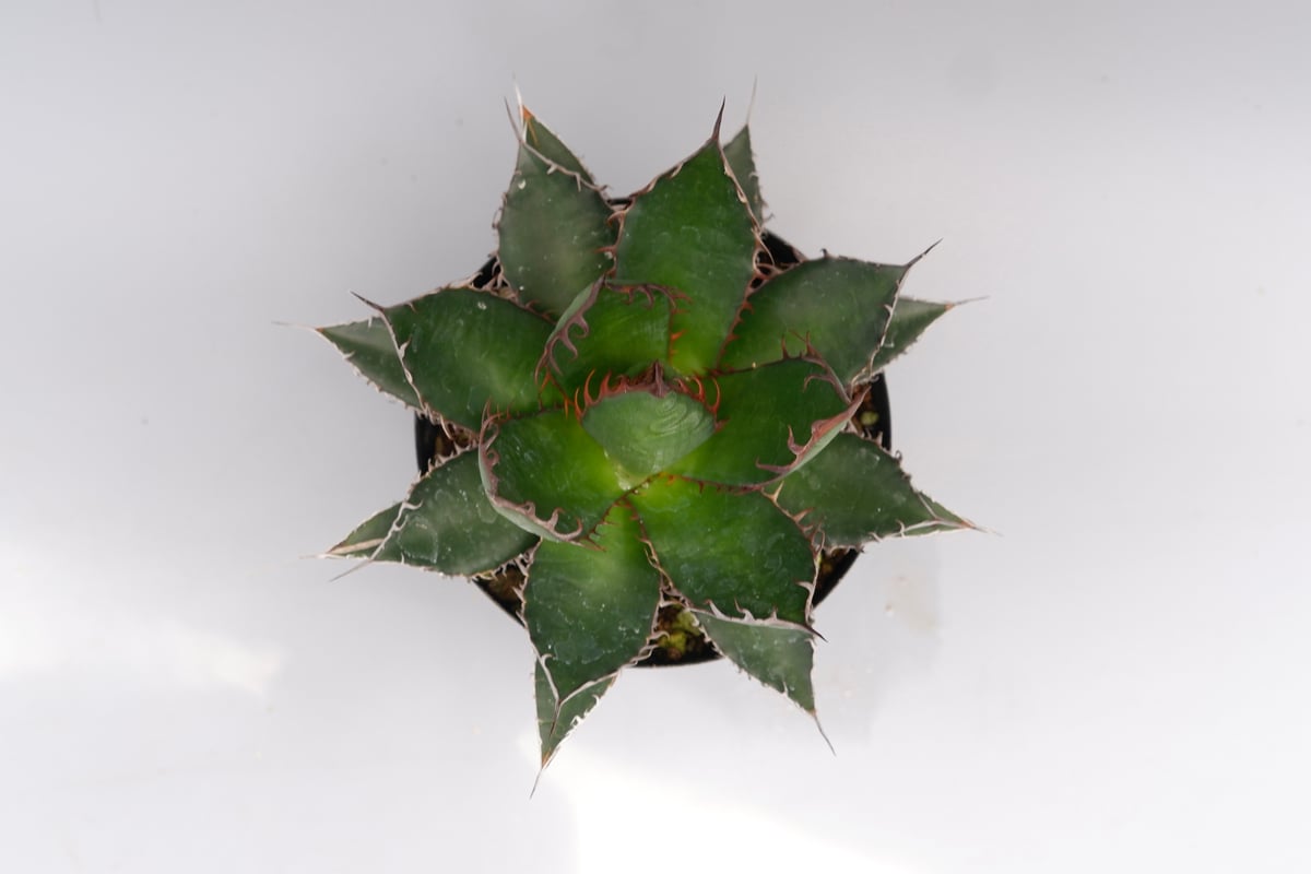 アガベ ホリダ 043 Agave horrida 強棘 | Sunny Branch