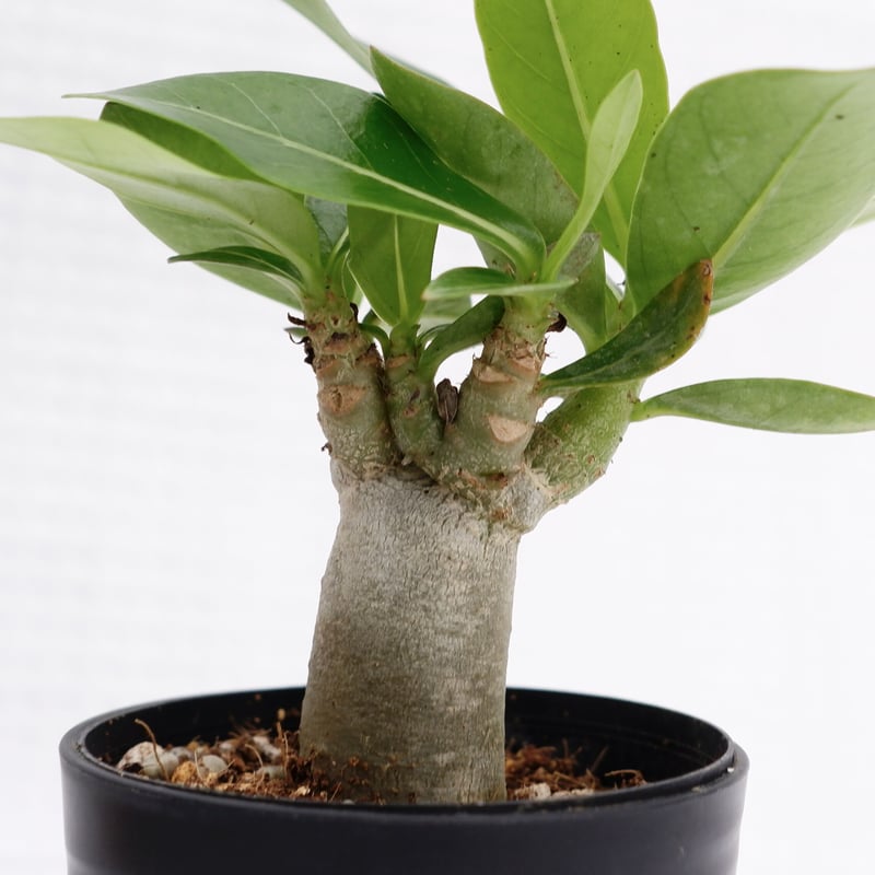 アデニウム アラビカム ブラックステム 実生株 Adenium arabicum Black