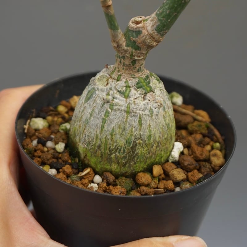 まんまる型 プセウド ボンバックス 047 Pseudobombax ellipticum |