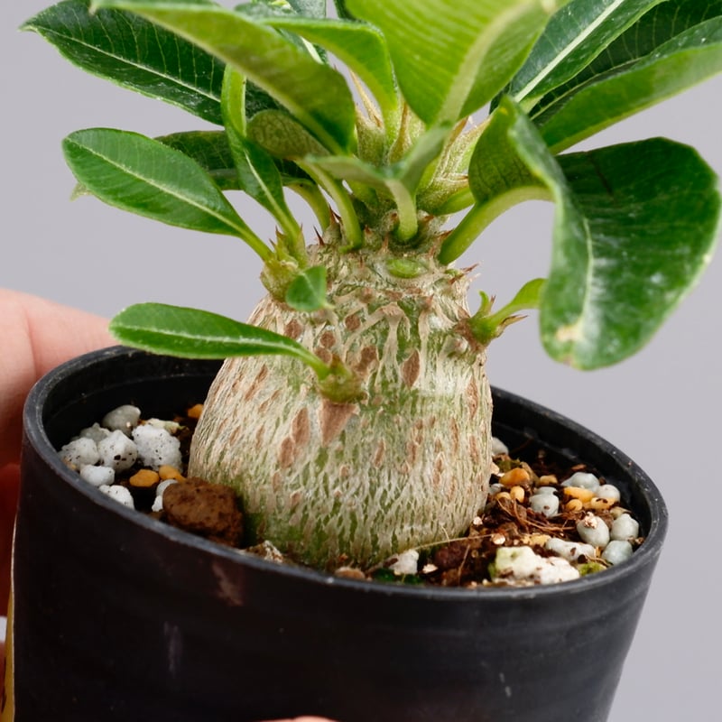 パキポディウム ウィンゾリー 実生株 014 Pachypodium windsorii パキポディウム ウィンゾリー 実生株 014 Pachypodium windsorii