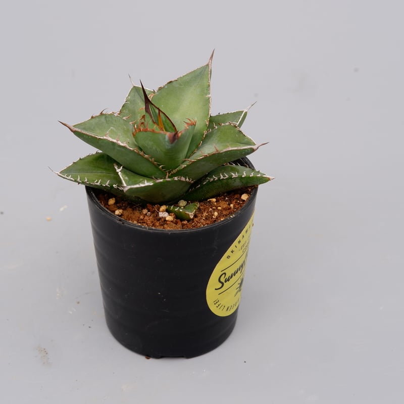 アガベ オテロイ 実生株 Agave oteroi seeding 074 | Sunny