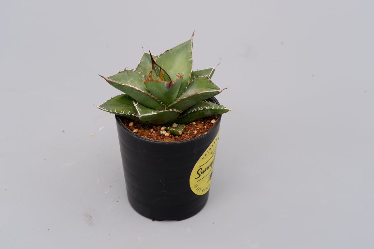 ソシエダ　オテロイ実生 アガベ オテロイ 実生株 Agave oteroi seeding 024 | Sunny
