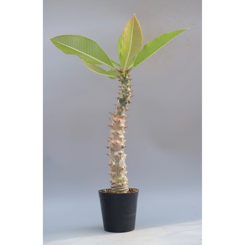 パキポディウム バロニー実生株041 Pachypodium baronii | Sunny
