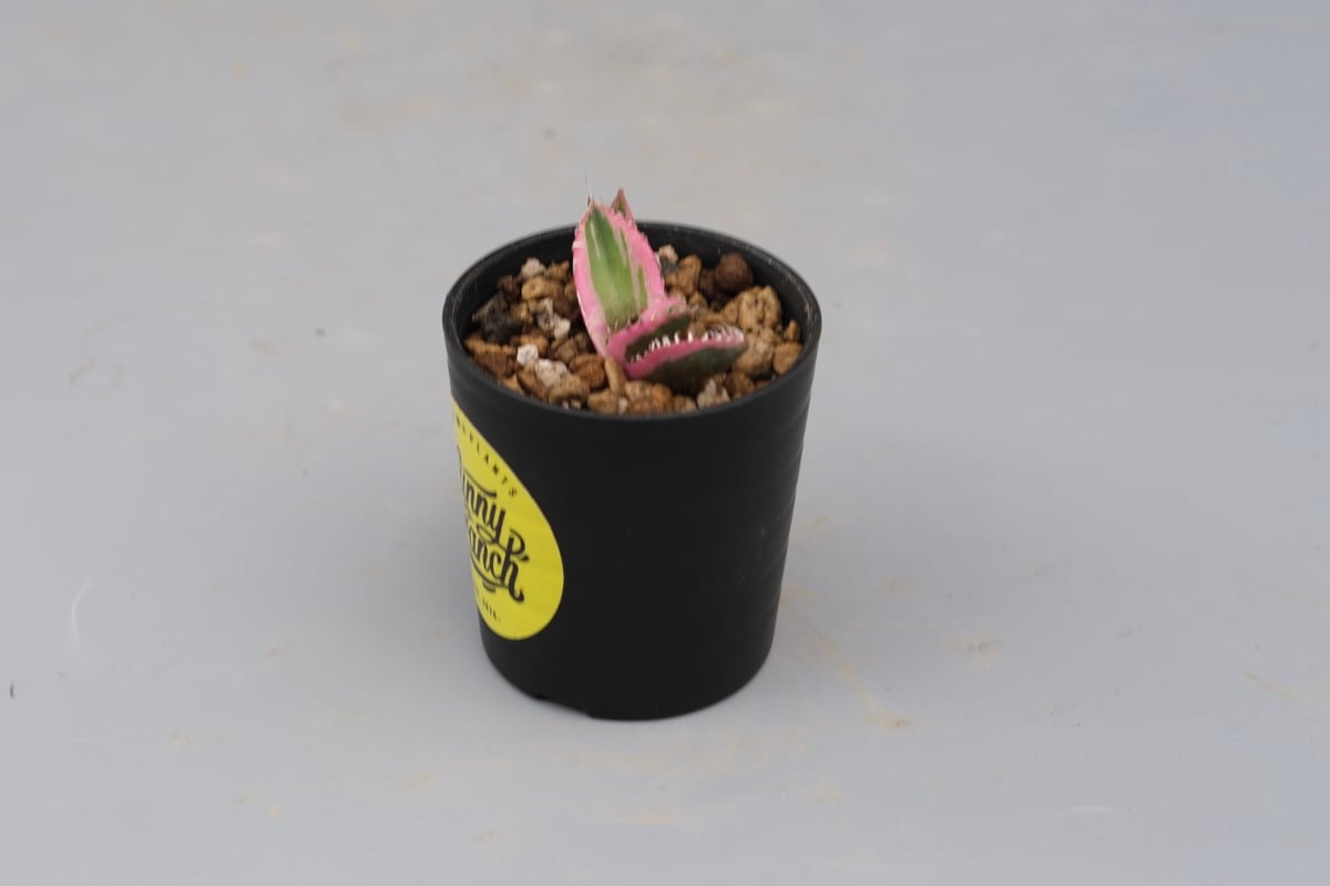 アガベ チタノタ スナグルトゥース Agave titanota Snaggle Tooth