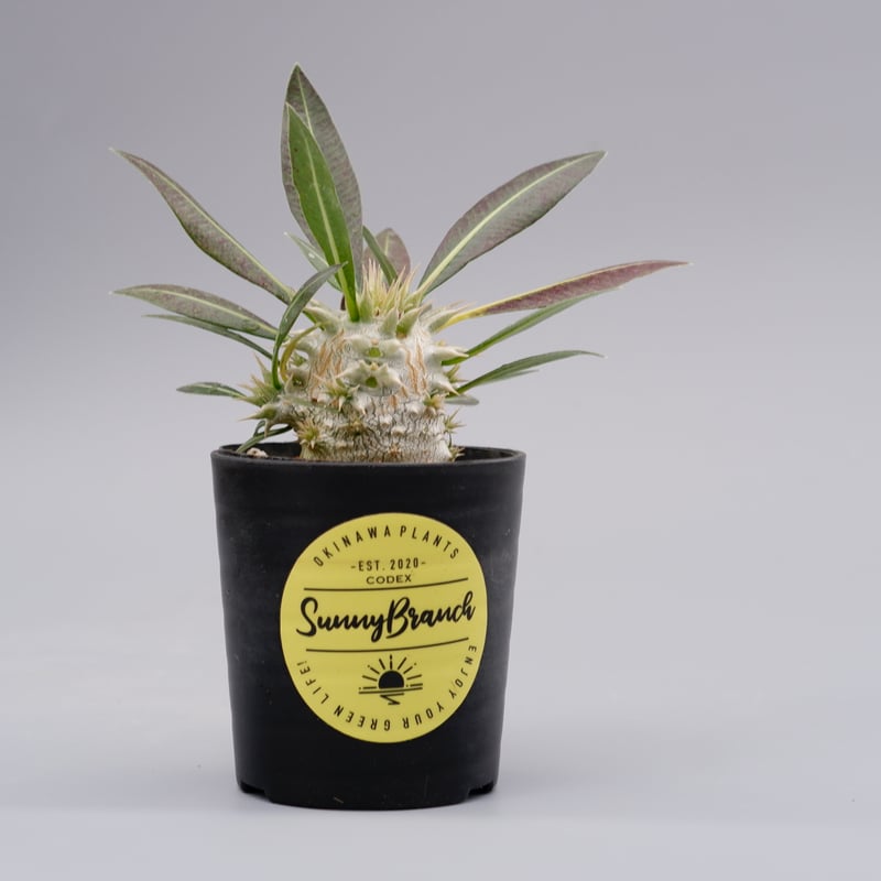 パキポディウム ロスラーツム 実生株 001 Pachypodium rosulatum パキポディウム ロスラーツム 実生株 001 Pachypodium rosulatum