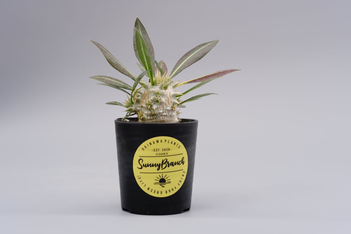 パキポディウム ロスラーツム 実生株 001 Pachypodium rosulatum ve