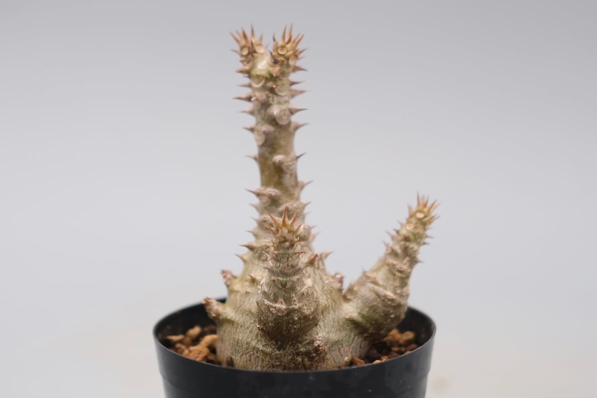 パキポディウム ウィンゾリー 実生株 135 Pachypodium windsorii |