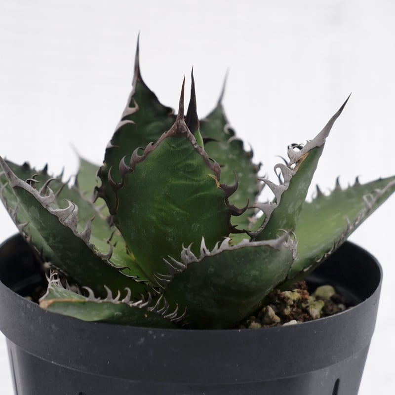 アガベ ホリダ 023 Agave horrida 強棘 | Sunny Branch