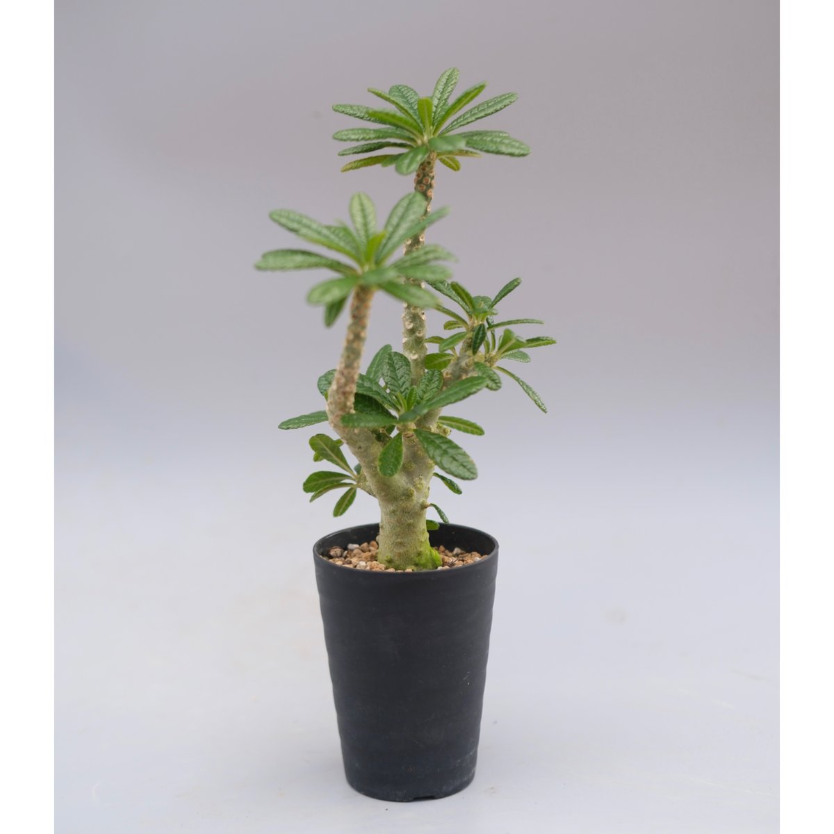 ドルステニア ギガス 大株　6寸 ドルステニア ギガス045 Dorstenia gigas | Sunny Branch