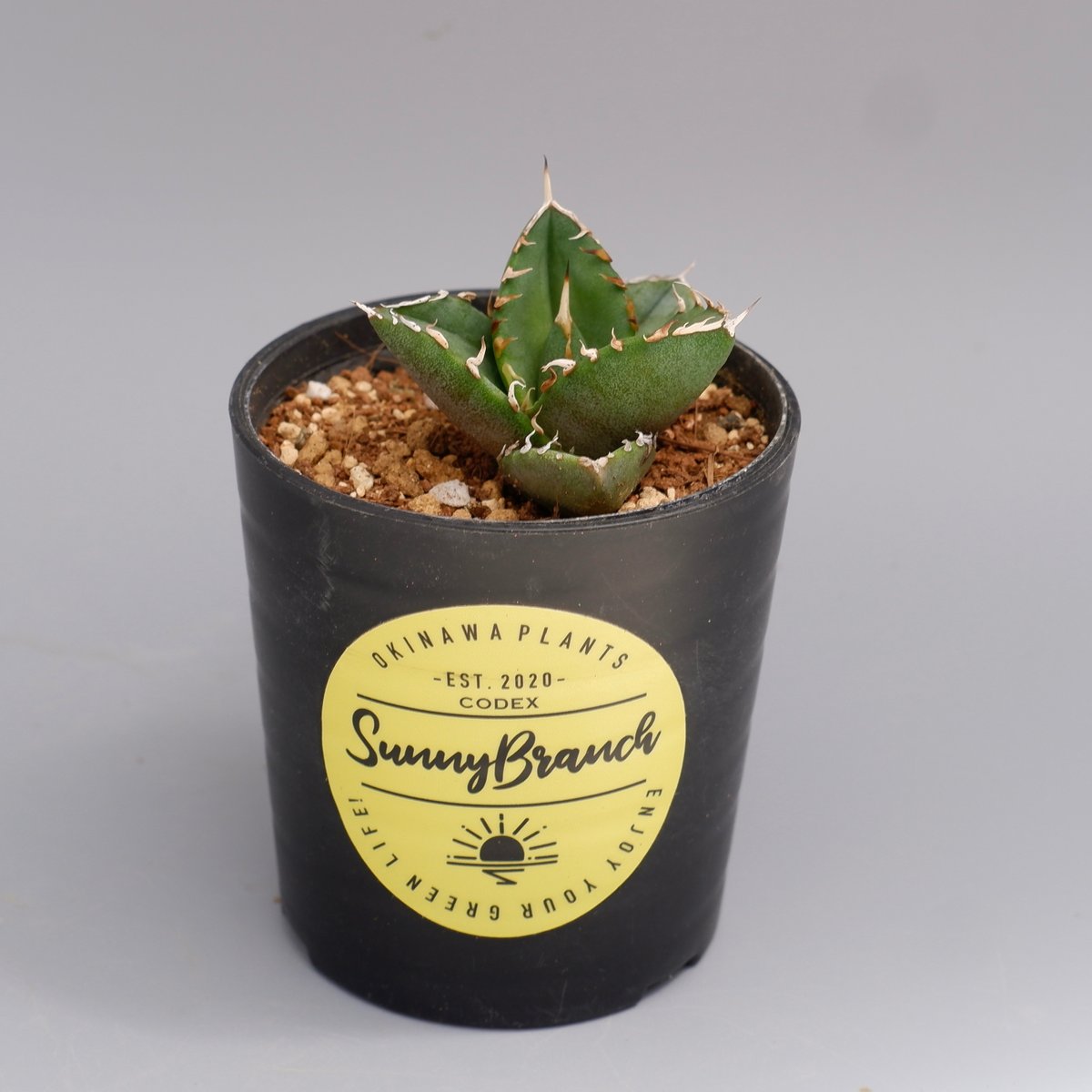 アガベ オテロイ 実生株 Agave oteroi seeding 096 | Sunny