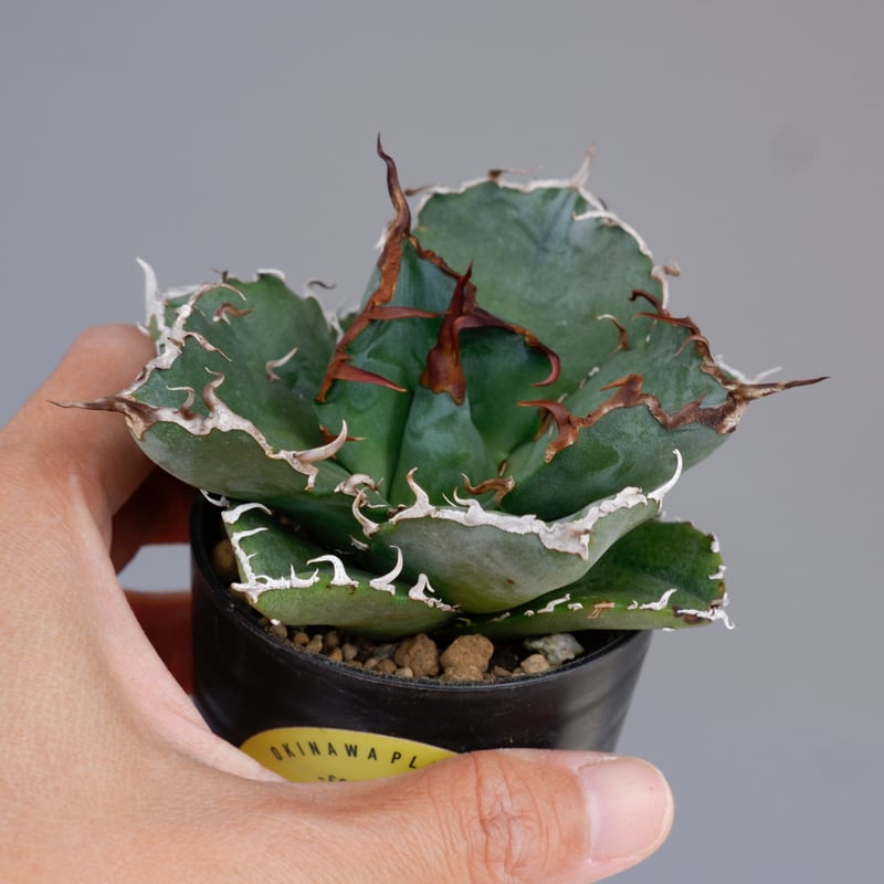 アガベ チタノタ 白鯨 Agave titanota white whale 188 | Su