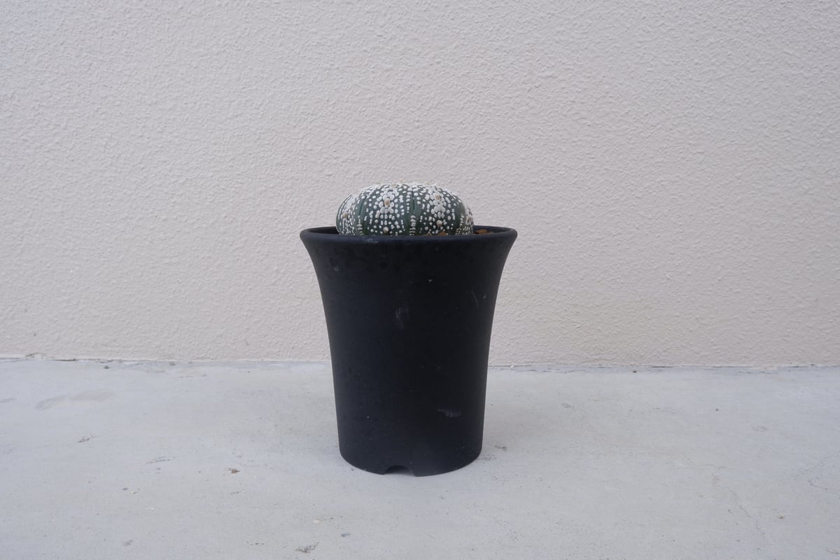 アストロフィツム ミラクル兜 | Sunny Branch