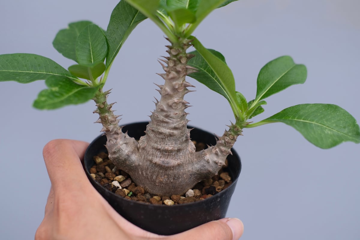 パキポディウム・ウインゾリー実生② Pachypodium Windsorii パキポディウム ウィンゾリー 実生株 063 Pachypodium windsorii
