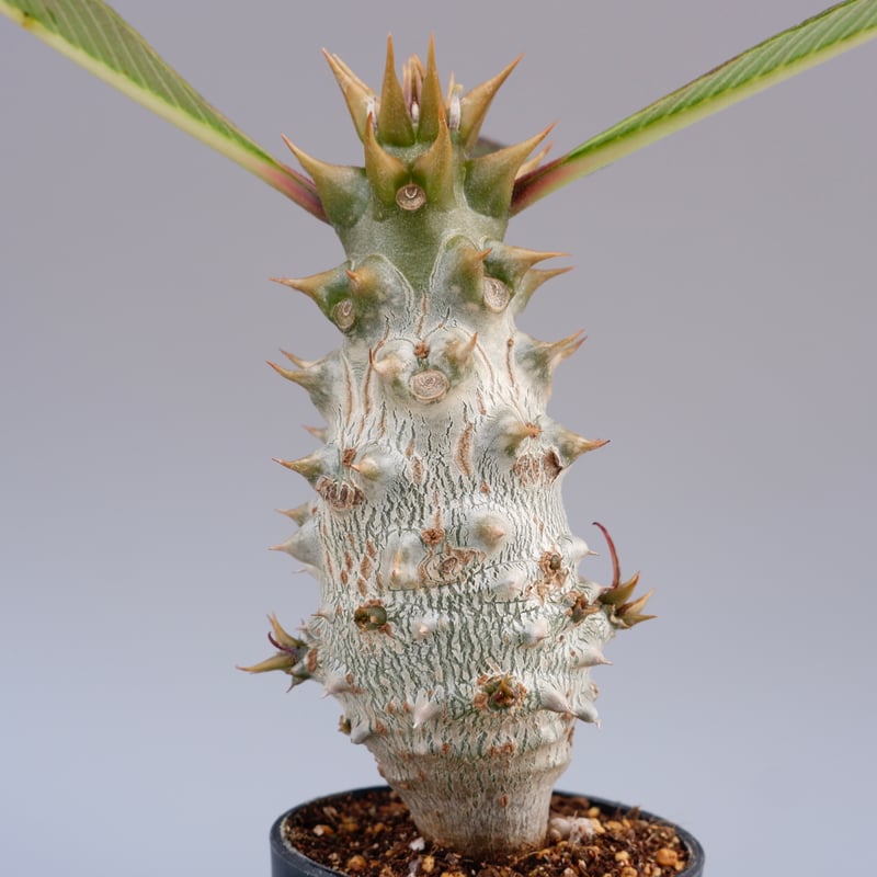 パキポディウム バロニー実生株020 Pachypodium baronii 脇芽あり | S