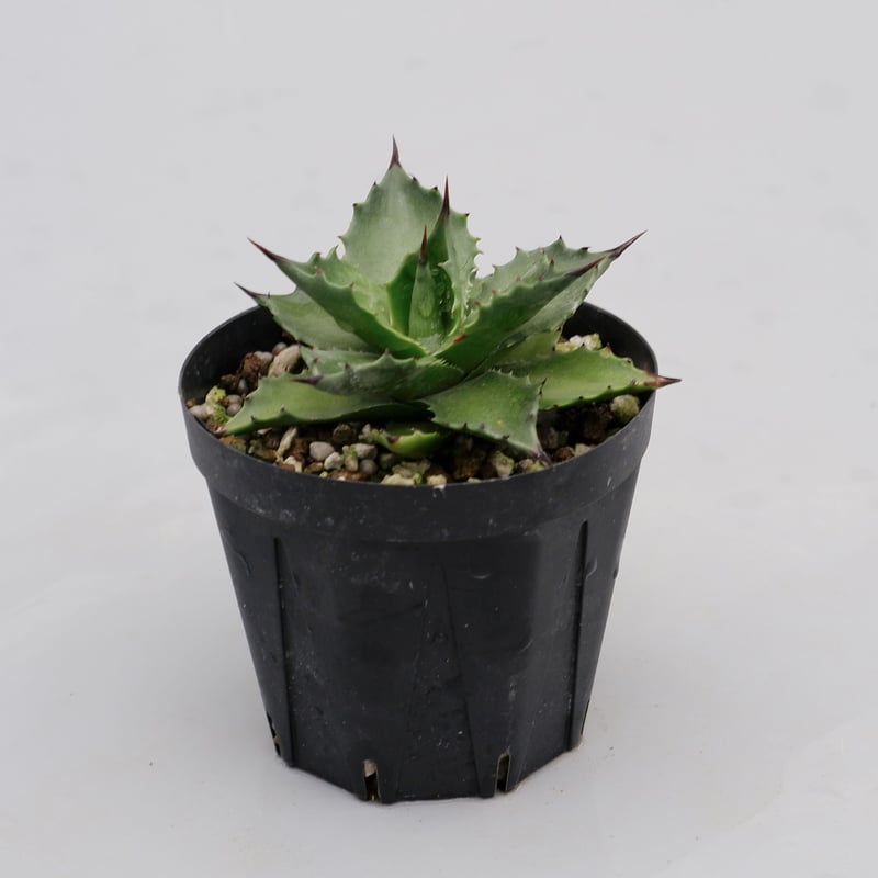 アガベ マグニフィカ アガベ♡マグニフィカ♡サロモニー♡多肉植物♡ アートフラワー パリ