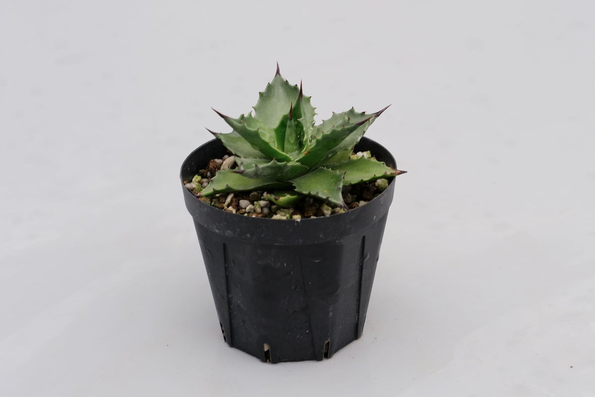 アガベ　サロモニー　マグニフィカ アガベ サロモニー・アガベ マグニフィカ 003 Agave salomonii Agave