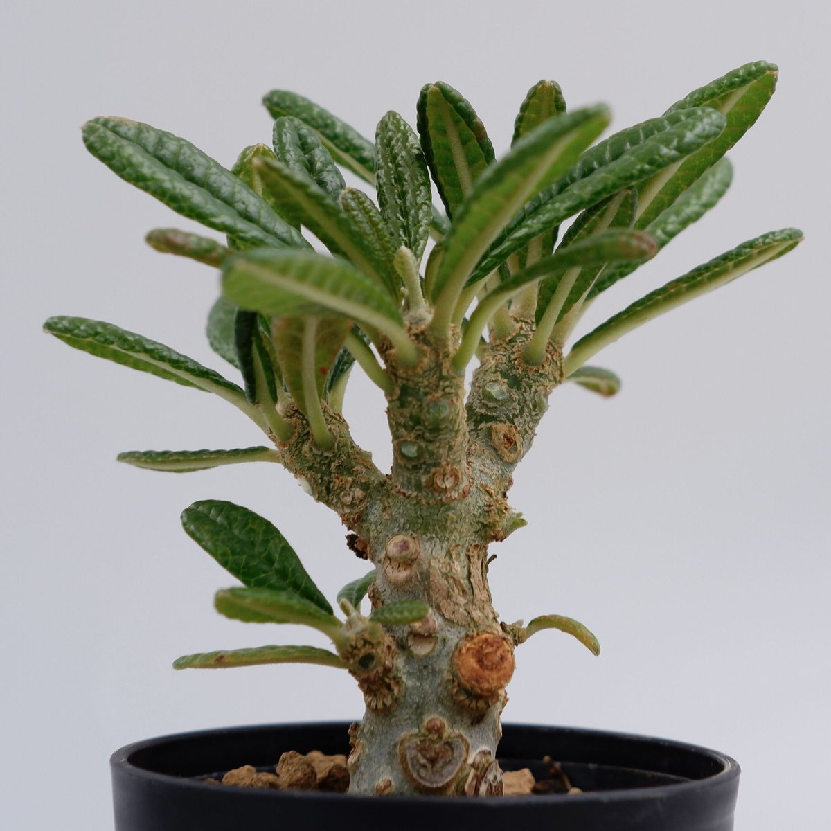 ドルステニア ギガス006 Dorstenia gigas | Sunny Branch