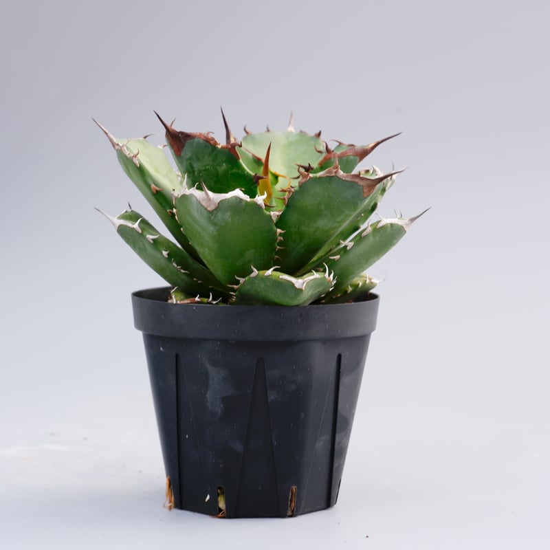 チタノタドワーフ【Agave titanota 'Dwarf】② 【公式通販】